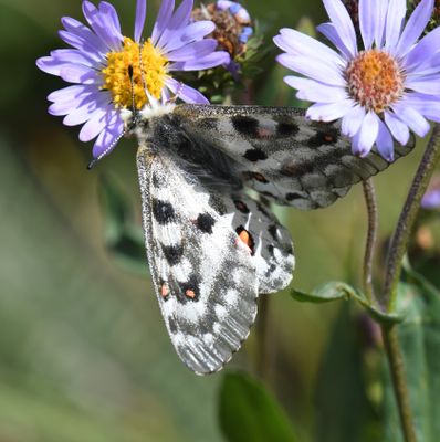 Mountain Parnassian: Parnassius smintheus