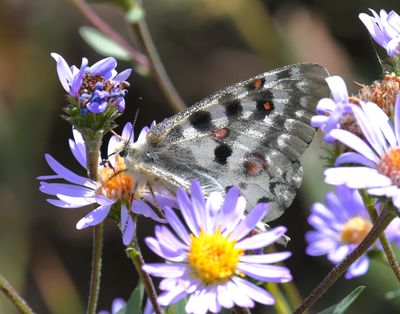 Mountain Parnassian: Parnassius smintheus
