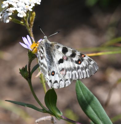 Mountain Parnassian: Parnassius smintheus