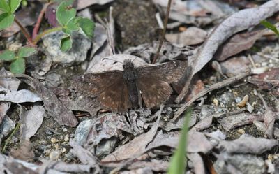 Persius Duskywing: Erynnis persius