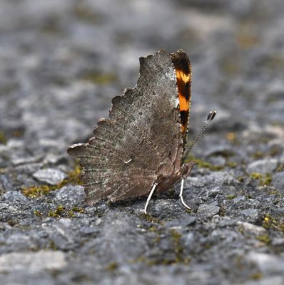 Green Anglewing: Polygonia faunus