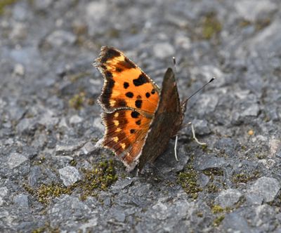 Green Anglewing: Polygonia faunus
