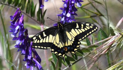 Anise Swallowtail: Papilio zelicaon