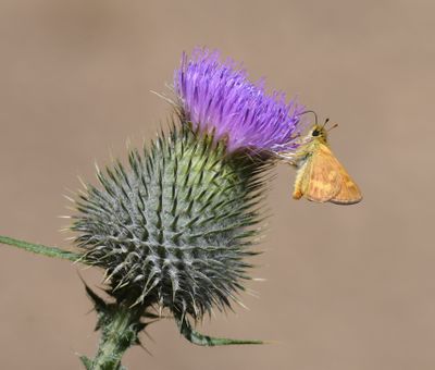 Woodland Skipper: Ochlodes sylvanoides