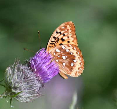 Great Spangled Fritillary: Speyeria cybele