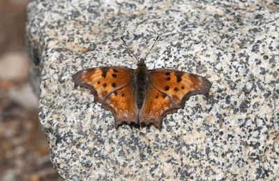 Hoary Anglewing: Polygonia gracilis