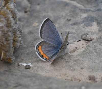 Lupine Blue: Icaricia lupini