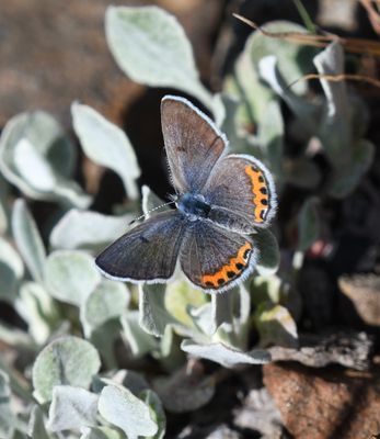 Lupine Blue: Icaricia lupini