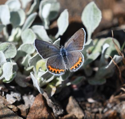 Lupine Blue: Icaricia lupini
