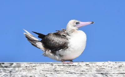 Red-footed Booby