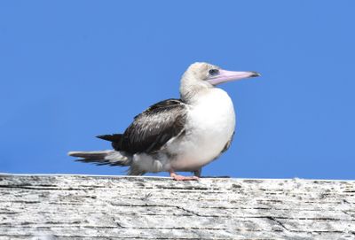 Red-footed Booby