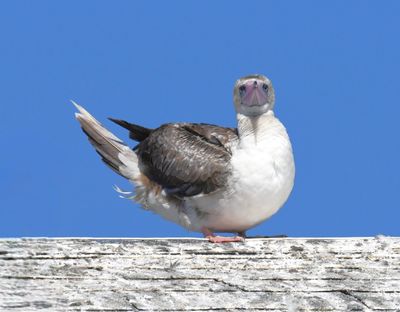Red-footed Booby