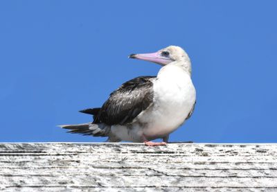Red-footed Booby