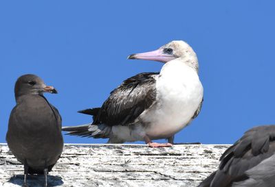 Red-footed Booby