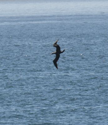 Red-footed Booby