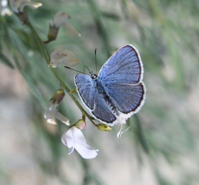 Melissa's Blue: Plebejus melissa