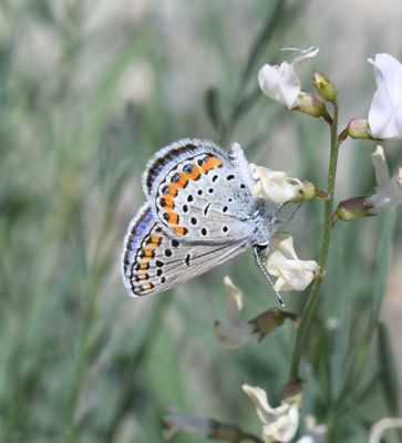 Melissa's Blue: Plebejus melissa