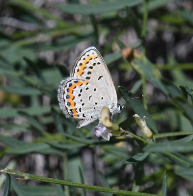 Melissa's Blue: Plebejus melissa