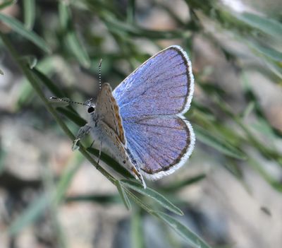 Melissa's Blue: Plebejus melissa