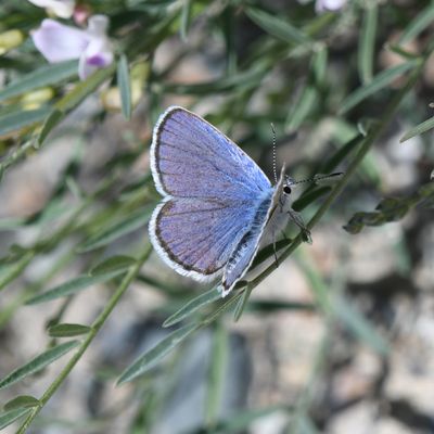 Melissa's Blue: Plebejus melissa