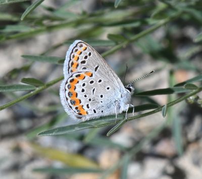 Melissa's Blue: Plebejus melissa