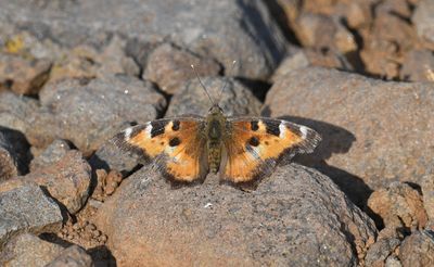California Tortoiseshell: Nymphalis californica