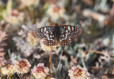 Edith's Checkerspot: Euphydryas editha