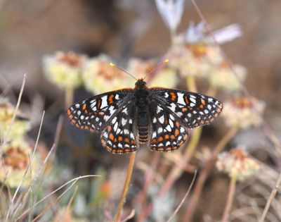 Edith's Checkerspot: Euphydryas editha