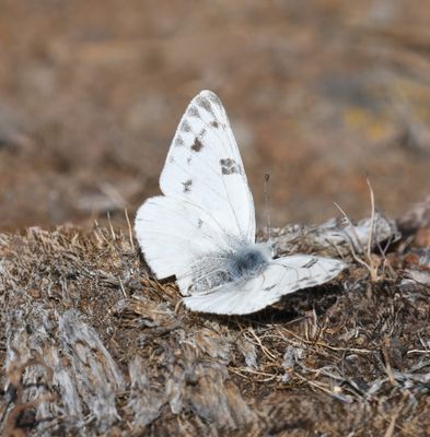 Western White: Pontia occidentalis