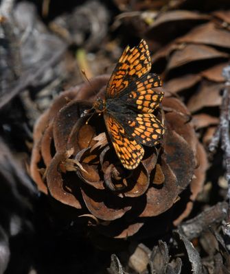 Northern Checkerspot: Chlosyne palla