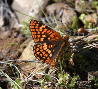 Northern Checkerspot: Chlosyne palla
