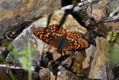 Northern Checkerspot: Chlosyne palla