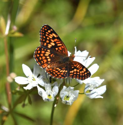 Northern Checkerspot: Chlosyne palla