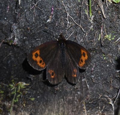 Vidler's Alpine: Erebia vidleri