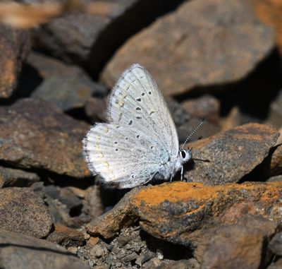 Anna's Blue: Plebejus anna