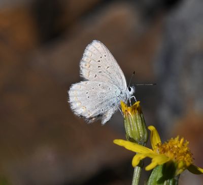 Anna's Blue: Plebejus anna