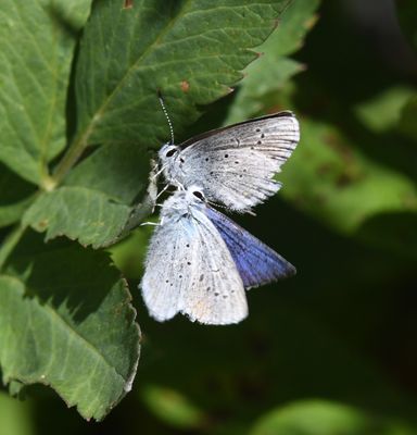 Anna's Blue: Plebejus anna