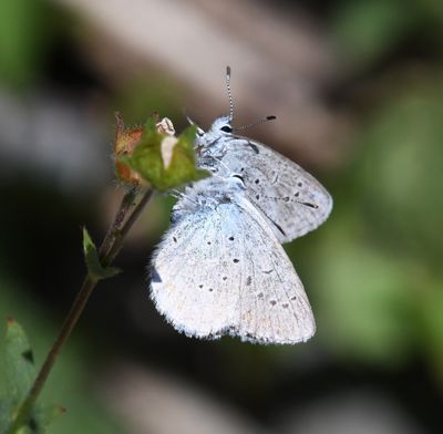 Anna's Blue: Plebejus anna