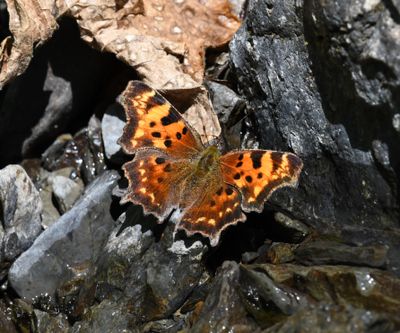 Green Anglewing: Polygonia faunus