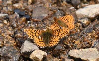 Arctic Fritillary: Boloria chariclea