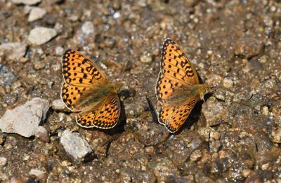 Mormon Fritillary: Speyeria mormonia