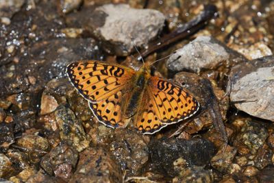 Mormon Fritillary: Speyeria mormonia