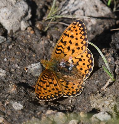 Mormon Fritillary: Speyeria mormonia