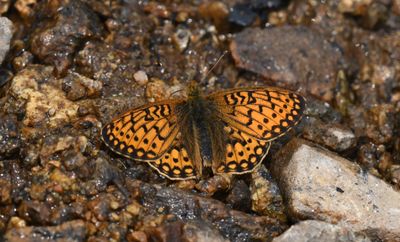 Mormon Fritillary: Speyeria mormonia
