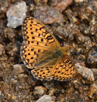 Mormon Fritillary: Speyeria mormonia