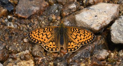 Mormon Fritillary: Speyeria mormonia