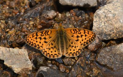 Mormon Fritillary: Speyeria mormonia