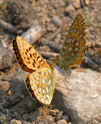 Mormon Fritillary: Speyeria mormonia