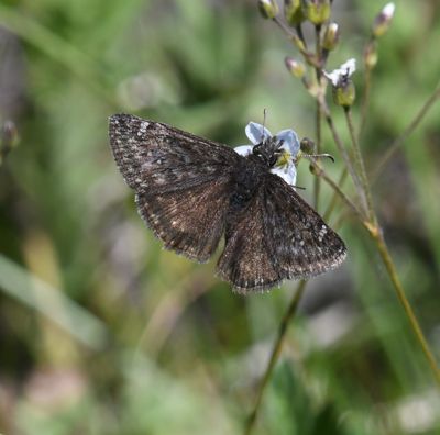 Persius Duskywing: Erynnis persius
