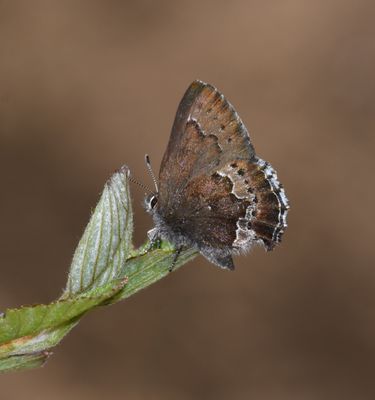 Moss's Elfin: Callophrys mossii